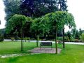 Wiąz CAMPERDOWNII