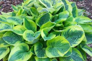 Hosta WIDE BRIM