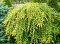 Wierzba INTEGRA - Pendula
