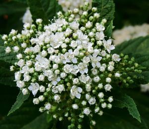 Japanische Spirea ALBIFORA