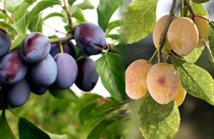 Zwetschge ‘Węgierka Zwykła’ und ‘Węgierka Biała’ auf einem Baum