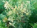 Thuja LITOMYŚL