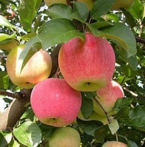 Apfel FLORINA  im Topf