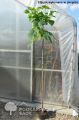 Catalpa kulista NANA – 120 cm