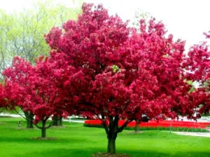 Zierapfelbaum ROYALTY