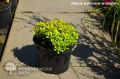 Berberys Thunberga GOLDEN ZWERG