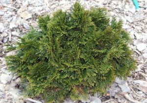 Lebensbaum ESCHRICHT GRUNE KUGEL