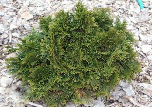 Lebensbaum ESCHRICHT GRUNE KUGEL