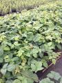 Jeżyna bezkolcowa CHESTER