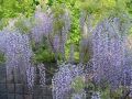 Wisteria szczepiona Formosa ISSAI