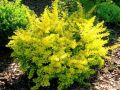 Berberys Thunberga AUREA