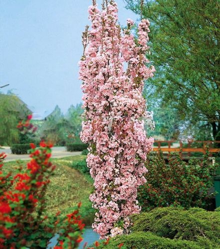 Japanische Zierkirsche AMANOGAWA