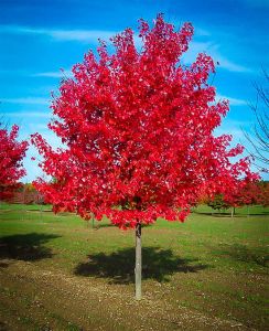 Rot-Ahorns RED SUNSET 120 cm