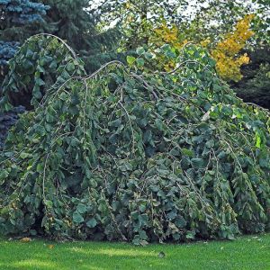 Hänge-Hasel PENDULA im Topf