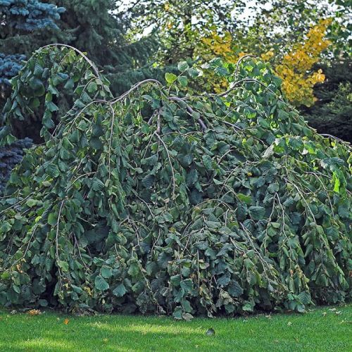 Hänge-Hasel PENDULA im Topf