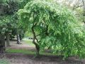 Leszczyna pospolita PENDULA zwisająca W DONICY