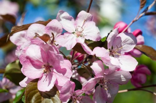 Zierapfelbaum OLA