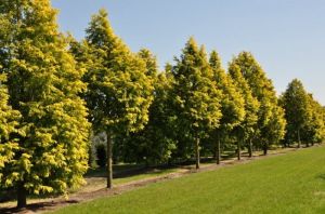 Chinesische Metasequoia GOLDRUSH in einem Topf