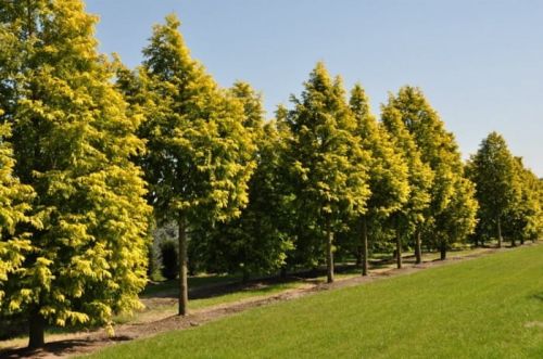 Chinesische Metasequoia GOLDRUSH in einem Topf