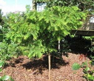 Chinesische Metasequoia MATTHAEI in einem Topf
