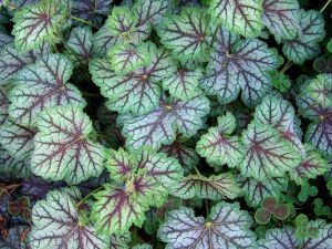 Heuchera GREEN SPICE