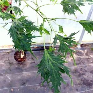 Großblättrige Linde LACINIATA