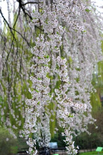 Weeping Cherry ŚNIEŻNA 160 cm