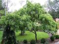 Robinia akacjowa TORTUOSA