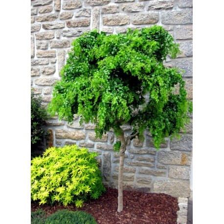 Robinia TORTUOSA