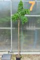 Robinia akacjowa TORTUOSA