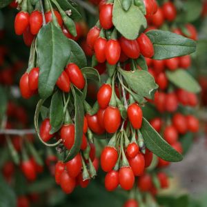 Goji-Beeren