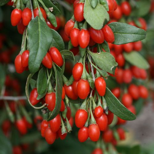 Goji-Beeren