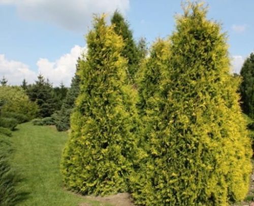 Lebensbaum GOLDEN BRABANT im Topf