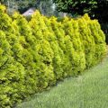 Thuja GOLDEN BRABANT