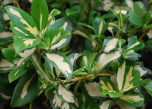 Euonymus INTERBOLWI im Topf