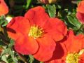 PIĘCIORNIK krzewiasty RED ACE