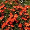 PIĘCIORNIK krzewiasty RED ACE