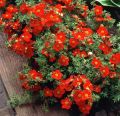 PIĘCIORNIK krzewiasty RED ACE
