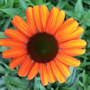 Echinacea TIKI TORCH orange