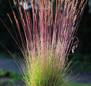 KOSTRZEWA FESTUCA WALBERLA Gras