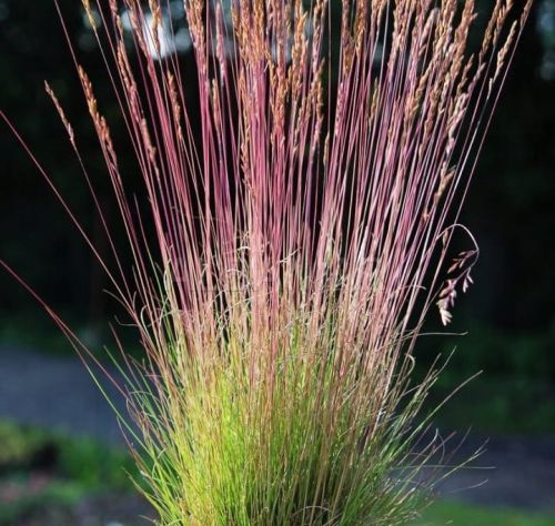 KOSTRZEWA FESTUCA WALBERLA Gras