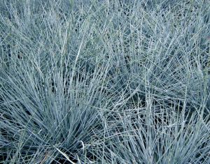 KOSTRZEWA Gras FESTUCA EISVOGEL