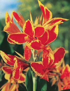 Zierlauch RED YELLOW FLAME