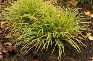 Sumpfbinse AUREO-VARIEGATA