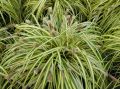 Trawa TURZYCA MORROWA AUREO-VARIEGATA