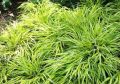 Trawa TURZYCA MORROWA AUREO-VARIEGATA