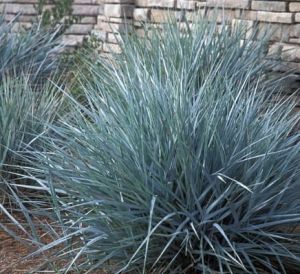 Sand-Reitgras BLUE DUNE