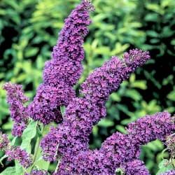 Buddleja Davidii  BORDER BEAUTY