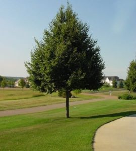 Kleinblättrige Linde GREENSPIRE