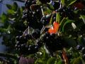 Aronia czarna - Szczepiona na pniu